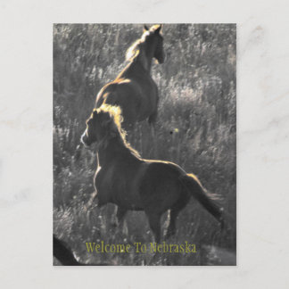 Welcome To Nebraska Postcard