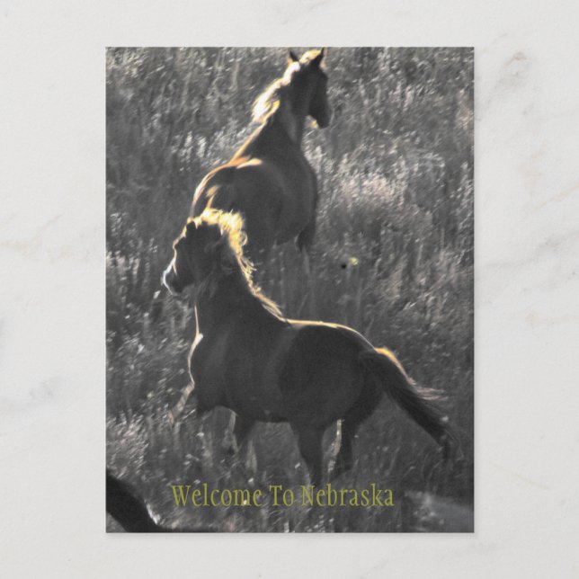 Welcome To Nebraska Postcard (Front)