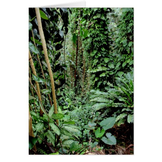 Welcome to the Jungle (Front)