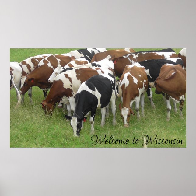 Welcome to Wisconsin Dairy Cows Photo Poster (Front)