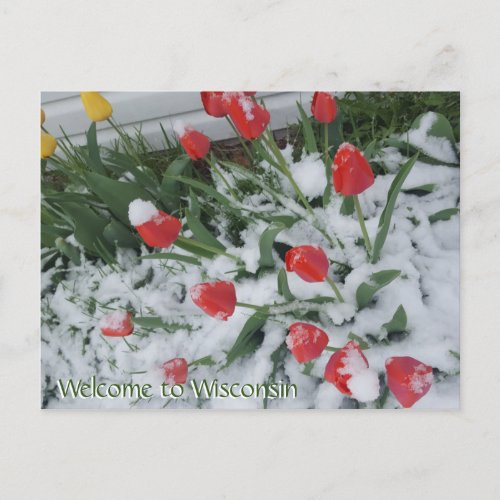 Welcome to Wisconsin Tulips in Snow in April Postcard