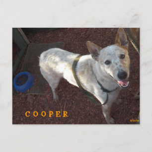 WELCOME TO YOUR NEW HOME COOPER ANNOUNCEMENT POSTCARD