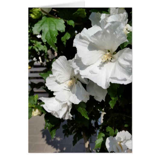 welcoming white flowers (Front)