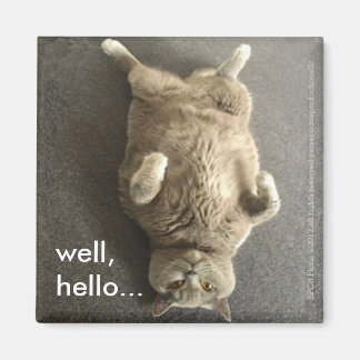 "Well, hello..." from Fiona, the British Blue Cat Magnet