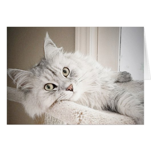 Well, MEOW card (Front Horizontal)