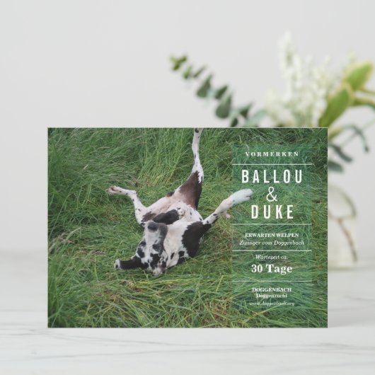Welpen Ankündigung (Standing Front)