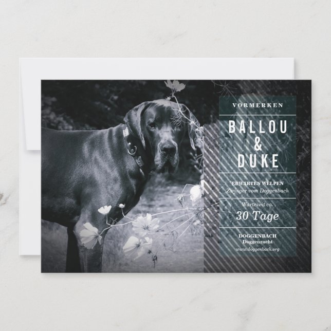 Welpen Ankündigung (Front)