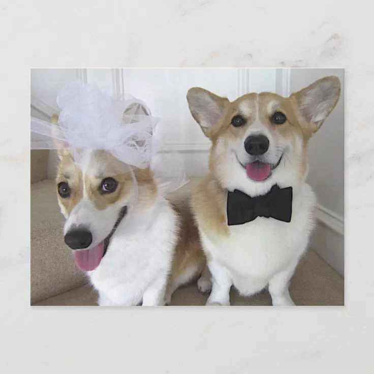 how do you groom pembroke welsh corgi