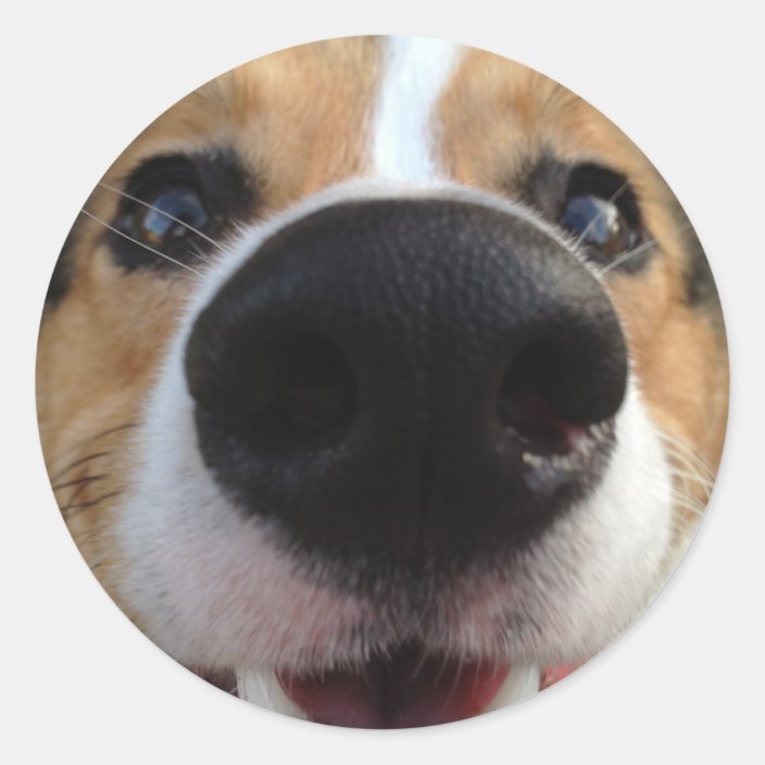 corgi nose