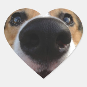 Welsh Corgi Dog Nose Collection Heart Sticker