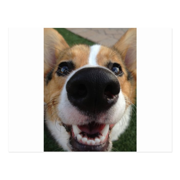 corgi nose
