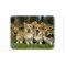 Welsh Corgi (Pembroke)