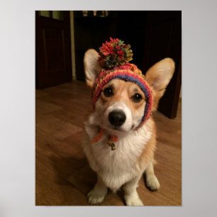 Welsh Corgi Pembroke Wearing A Hand Knitted Hat Poster