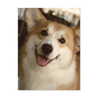 Welsh Corgi Post Cards postcard