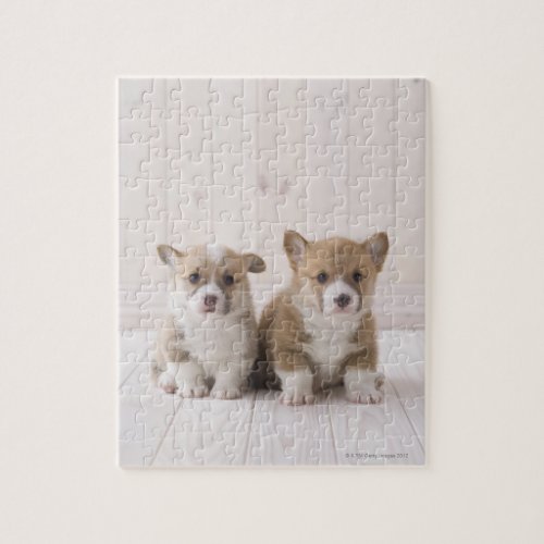 Welsh Corgi Puppies Jigsaw Puzzle