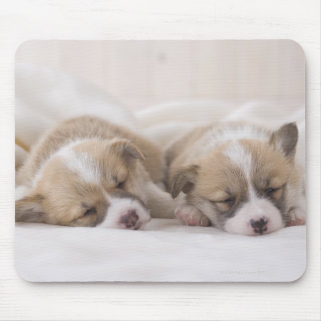 Welsh Corgi Puppies Mouse Pad (Front)