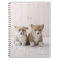 Welsh Corgi Puppies