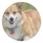 Welsh Corgi Sticker