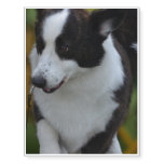 Welsh Corgi Temporary Tattoos