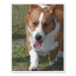Welsh Corgi Temporary Tattoos