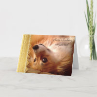 Welsh Corgi Valentine Looking at you kid