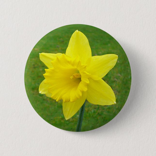 Welsh Daffodil Button (Front)