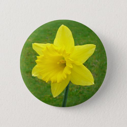 Welsh Daffodil Button