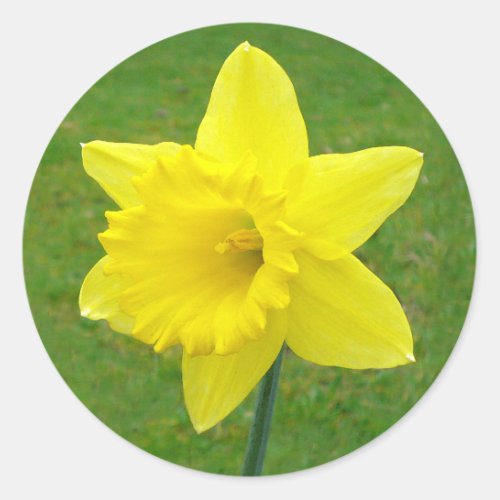 Welsh Daffodil Classic Round Sticker