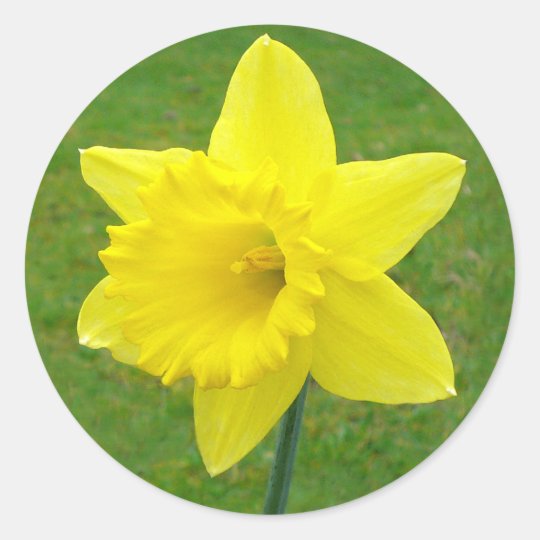 Welsh Daffodil Classic Round Sticker