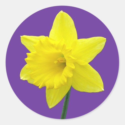 Welsh Daffodil _ II Classic Round Sticker