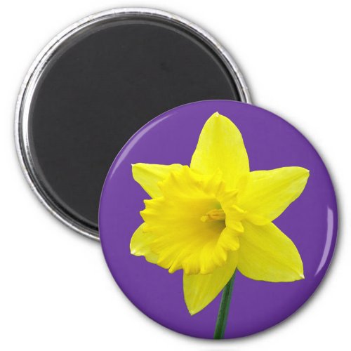 Welsh Daffodil _ II Magnet