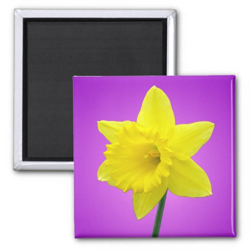 Welsh Daffodil _ III Magnet