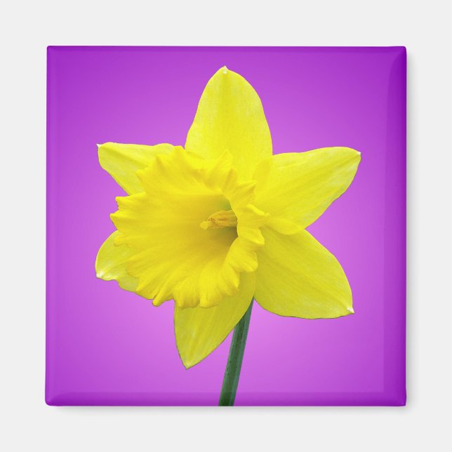 Welsh Daffodil - III Magnet (Front)