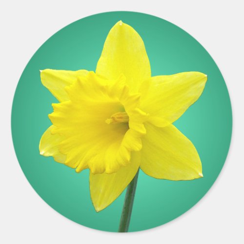 Welsh Daffodil _ IV Classic Round Sticker