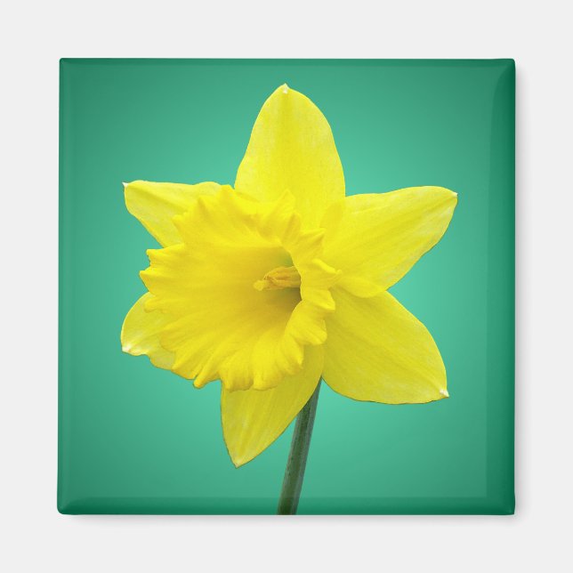 Welsh Daffodil - IV Magnet (Front)