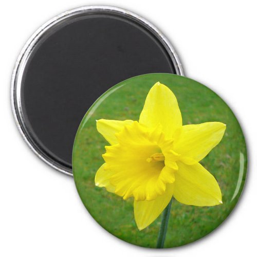 Welsh Daffodil Magnet