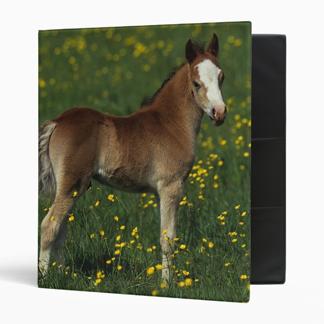 Welsh Foal 3 Ring Binder (Front/Inside)