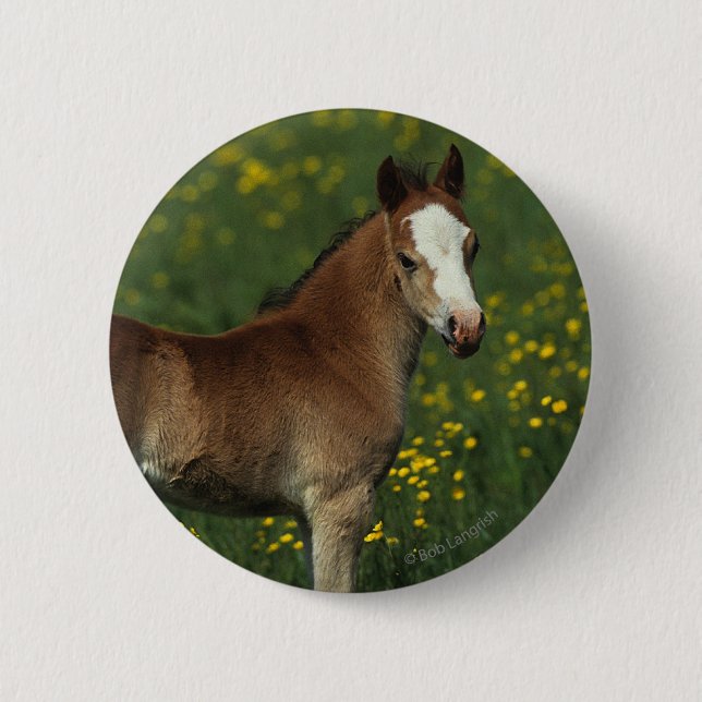 Welsh Foal Button (Front)