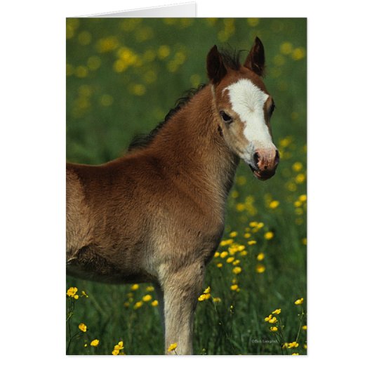 Welsh Foal Cards (Front)