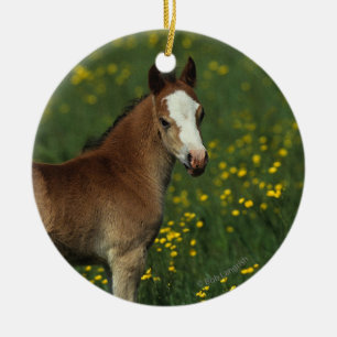 Welsh Foal Ceramic Ornament