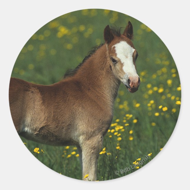 Welsh Foal Classic Round Sticker (Front)