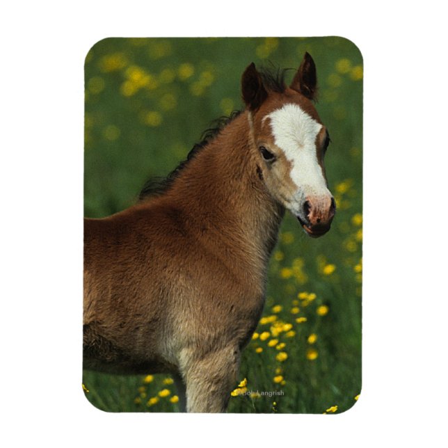 Welsh Foal Magnet (Vertical)