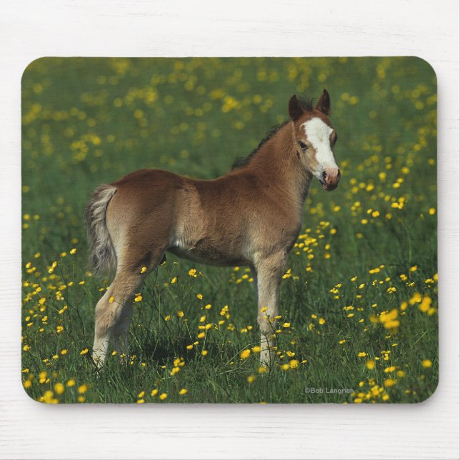 Welsh Foal Mouse Pad (Front)