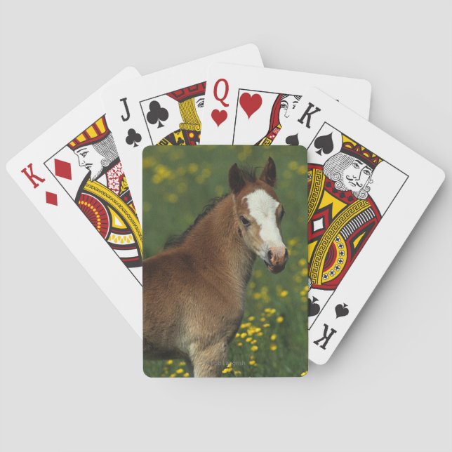 Welsh Foal Poker Cards (Back)