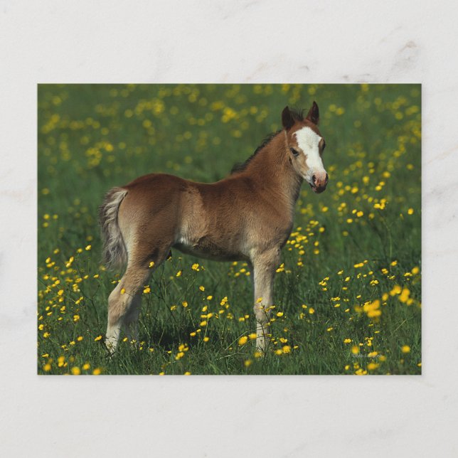 Welsh Foal Postcard (Front)