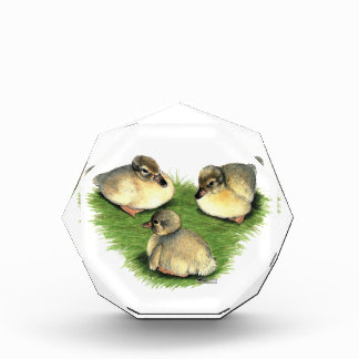 Welsh Harlequin Ducklings Award