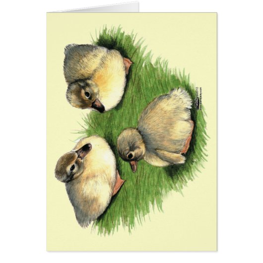 Welsh Harlequin Ducklings Cards (Front)