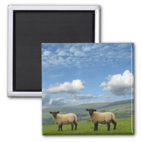 Welsh Lambs Magnet