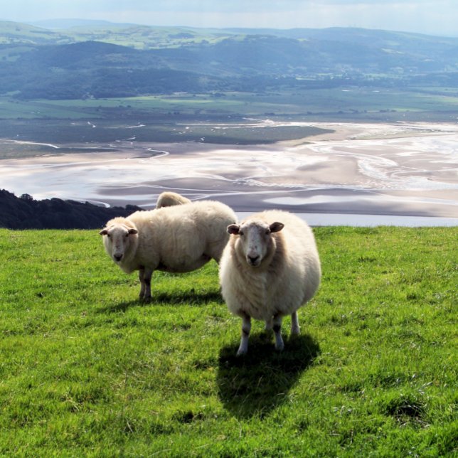 WELSH MOUNTAIN SHEEP BUSINESS CARD (Creator Uploaded)