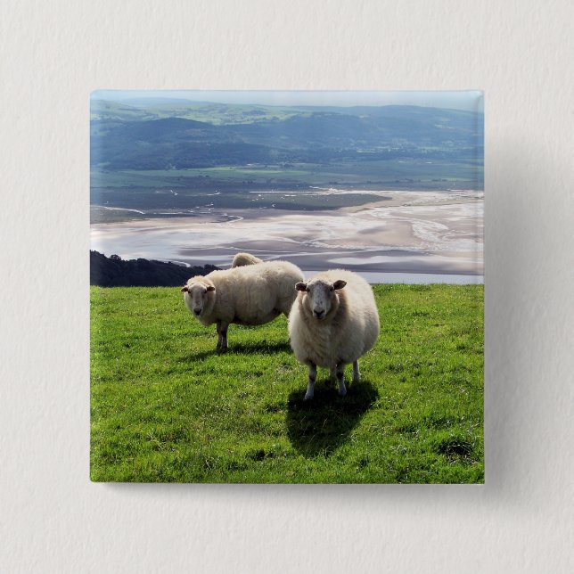 WELSH MOUNTAIN SHEEP BUTTON (Front)